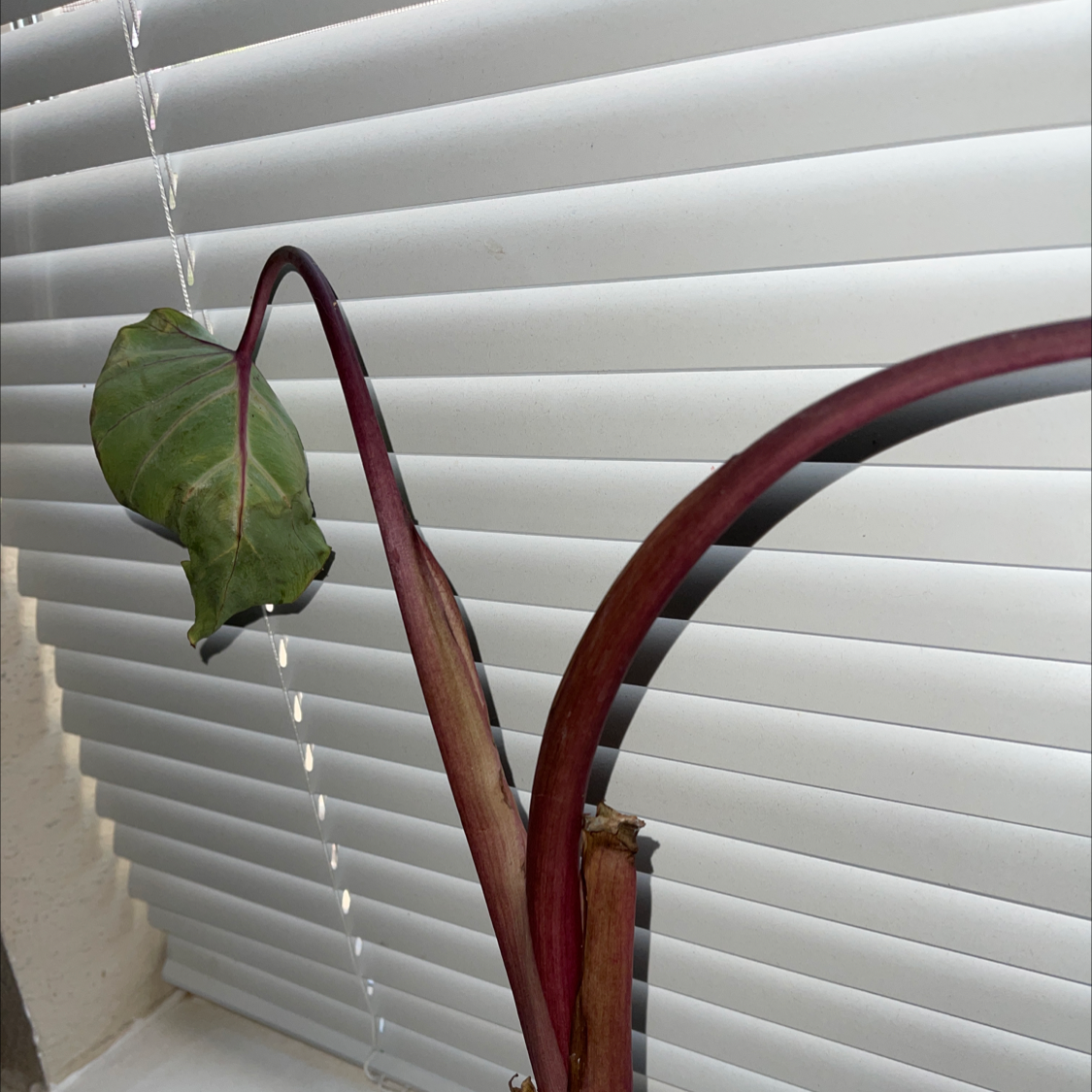 Photo of the plant species Colocasia 'Sangria' by @Nidz_letz_em_live named Ruby on Greg, the plant care app