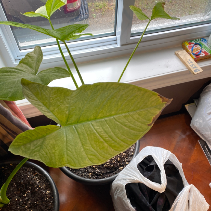Arrowleaf Elephant Ear plant near a window with some browning at the edges of the leaves.
