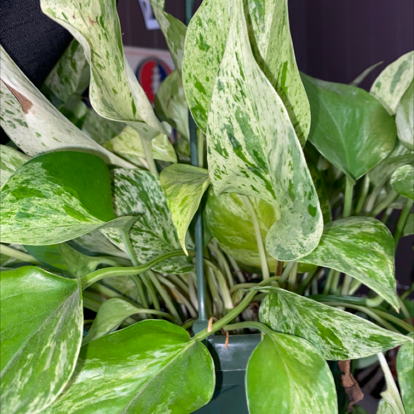 Plant care for Cobra Monstera on Greg, the plant care app