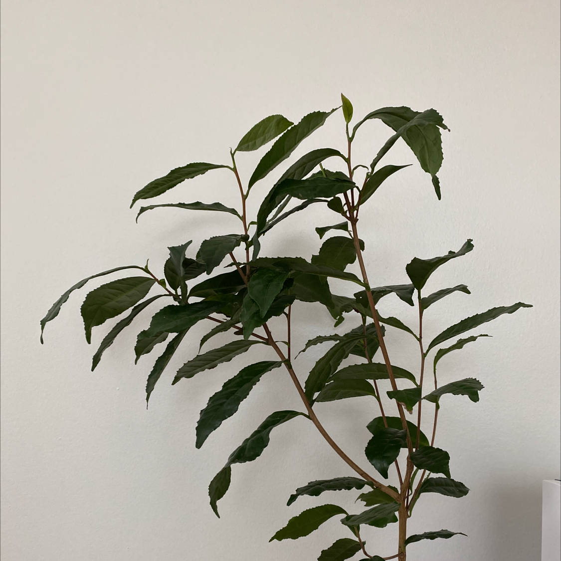 Healthy tea plant with green leaves, well-framed and in focus.