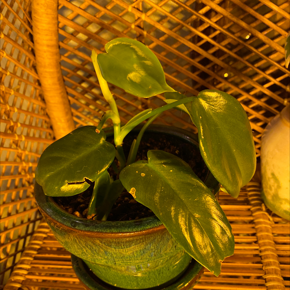 Horsehead Philodendron in a green pot on a wicker surface with minor leaf discoloration.