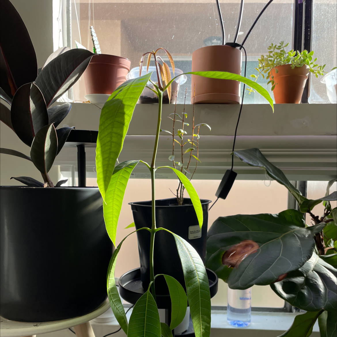 Several potted mango saplings near a window, one with pale yellowing leaves indicating a health issue.