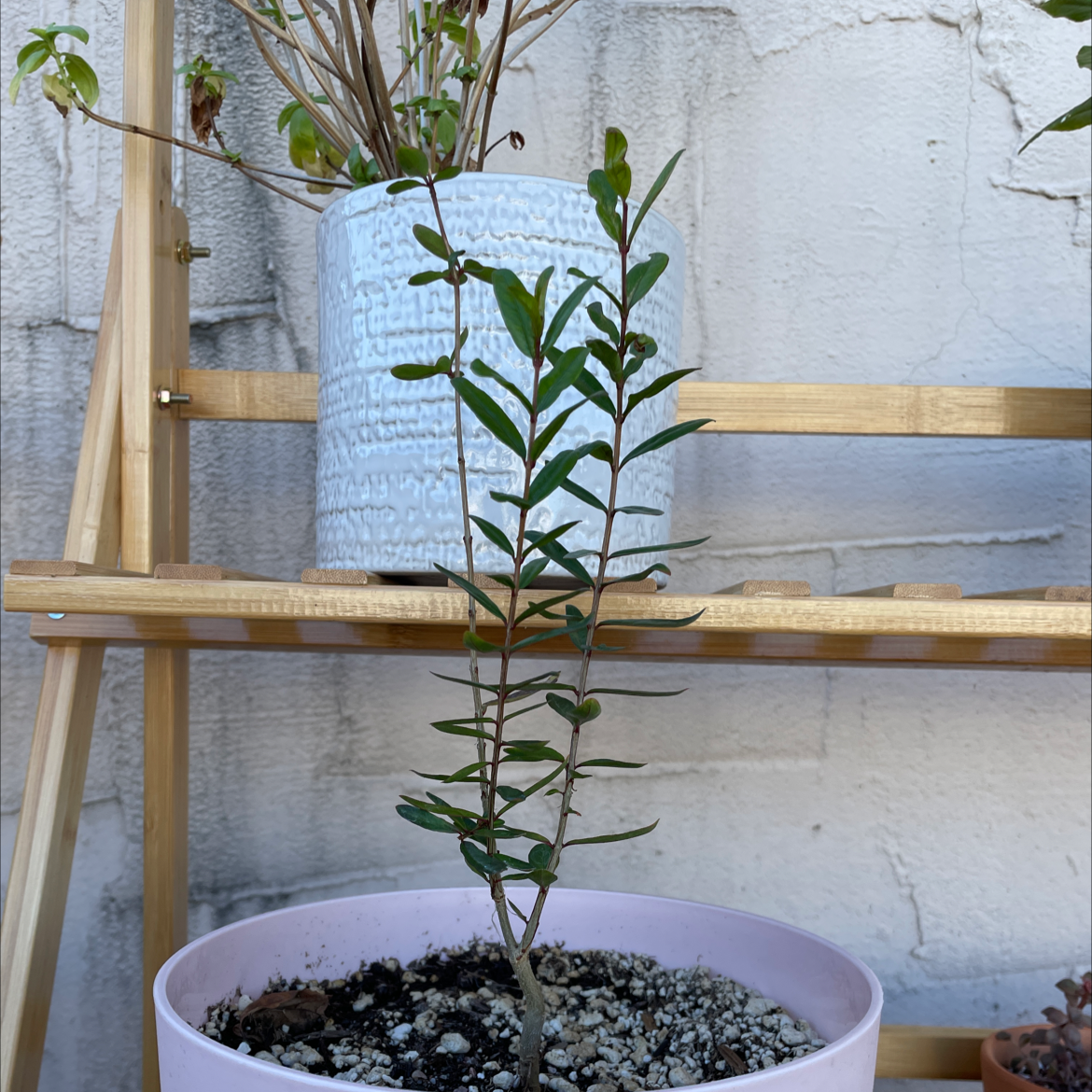 Young pomegranate plant in a pot with visible soil, healthy green leaves, and no signs of disease.