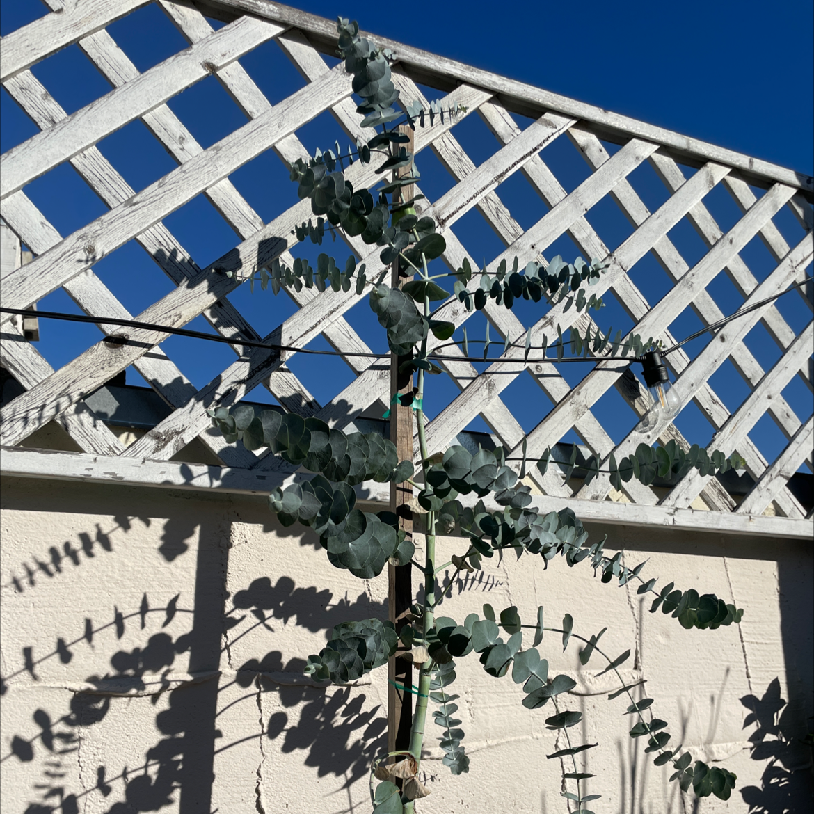 Healthy Silver Dollar Tree with blue-green round leaves growing vigorously on a wooden lattice against a blue sky.