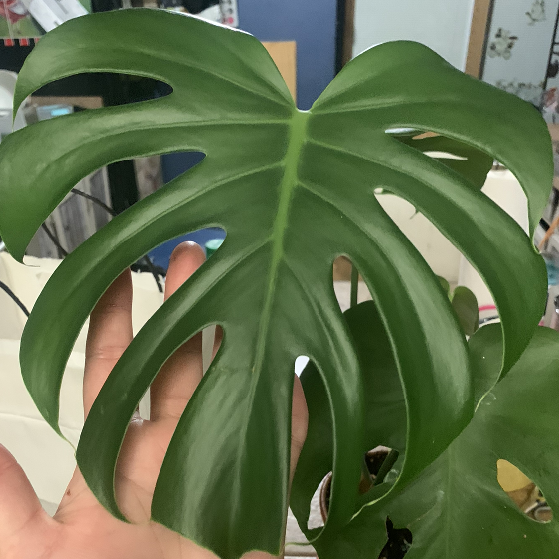 Monstera plant photo by Andrea named Diamond￼ on Greg, the plant care app.