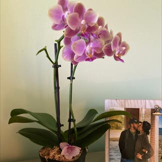 Early-Purple Orchid plant in Virginia Beach, Virginia