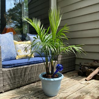 Majesty Palm plant in Virginia Beach, Virginia