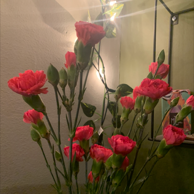 Border Carnation plant with red flowers and buds, healthy appearance.