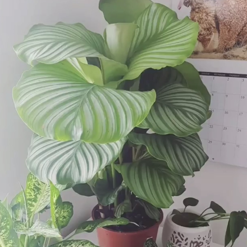 Calathea Orbifolia plant photo by @sarahsplants named Orby on Greg, the plant care app.