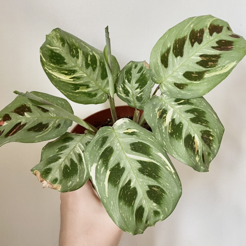 Variegated Prayer Plant with variegated leaves and some browning edges, held by a hand.