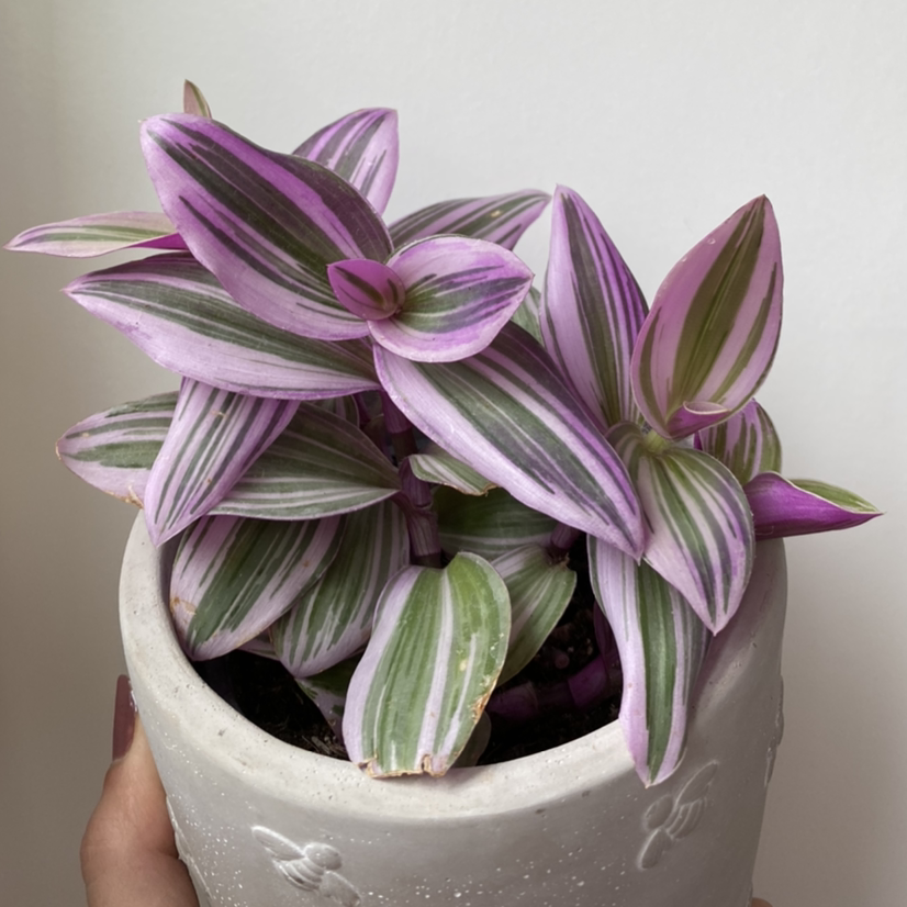 Small-Leaf Spiderwort plant photo by @sarahsplants named Nanai on Greg, the plant care app.
