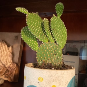 Bunny Ears Cactus plant photo by @Cheez-It.and.his.plants named Bunny Ears Cactus on Greg, the plant care app.