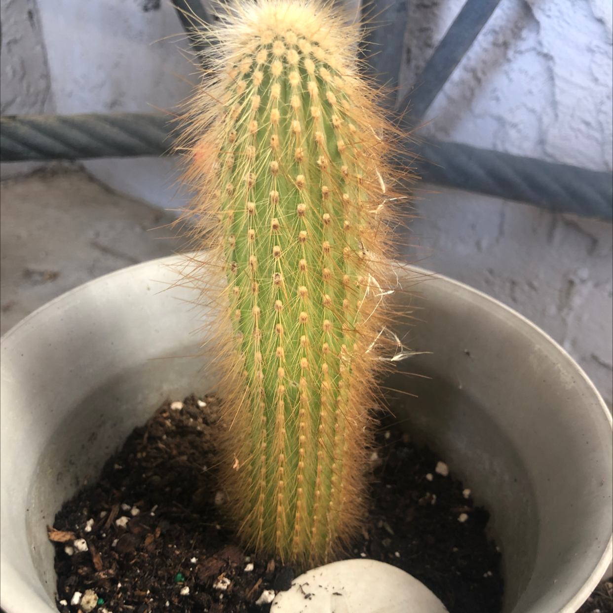 Cephalocereus polylophus cactus in a pot with visible soil, well-framed and in focus.