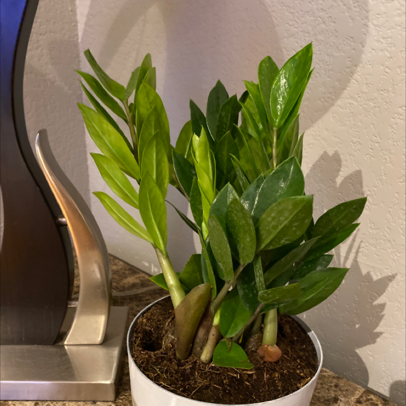 Zamioculcas Zamiifolia plant photo by Nichole named New ZZ plant on Greg, the plant care app.