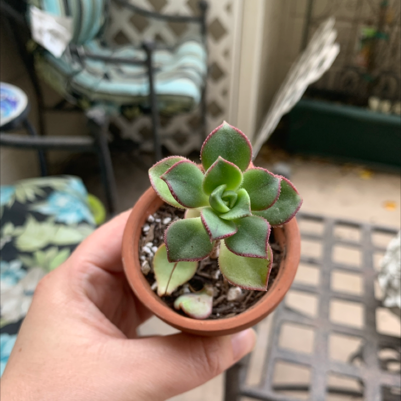 Tree Aeonium plant in a terracotta pot held by a hand, with green leaves edged in red.