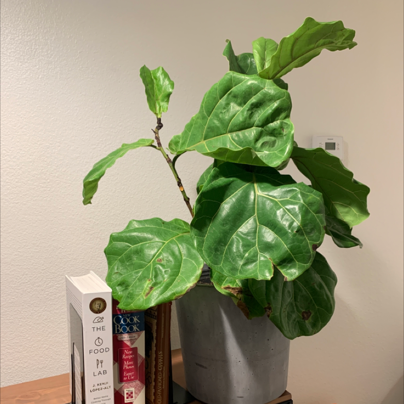 Fiddle Leaf Fig plant in a pot on a table with books in the background.
