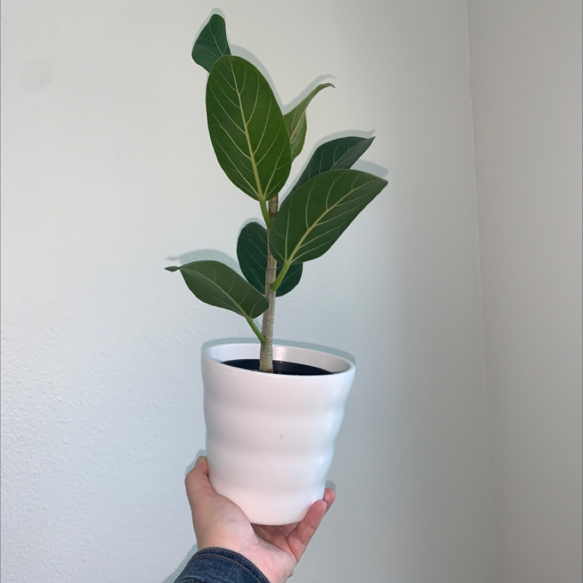 A healthy Audrey Ficus plant in a white pot, held by a hand.