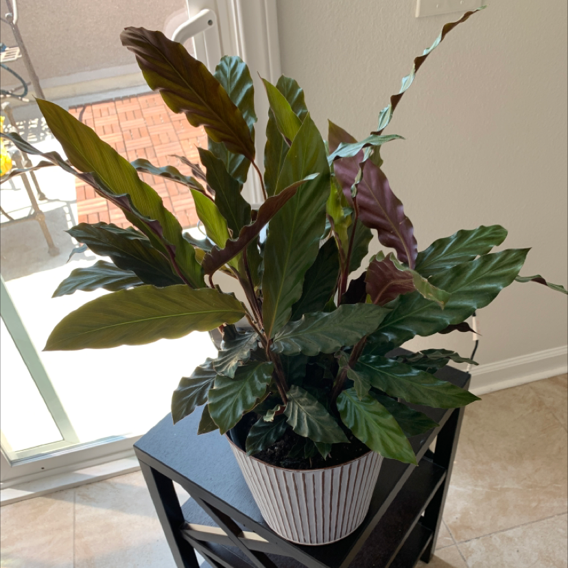 Furry Feather Calathea plant photo by @Heather named Curie on Greg, the plant care app.