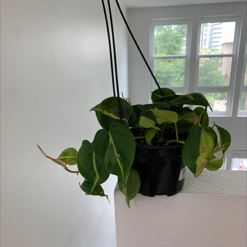 Philodendron Brasil plant in a black pot with vibrant green leaves in a well-lit indoor setting.