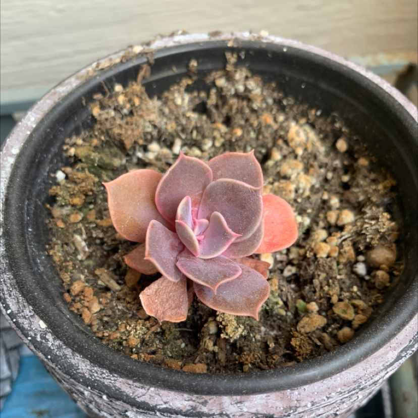 Echeveria 'Perle von Nurnberg' succulent in a pot with visible soil.