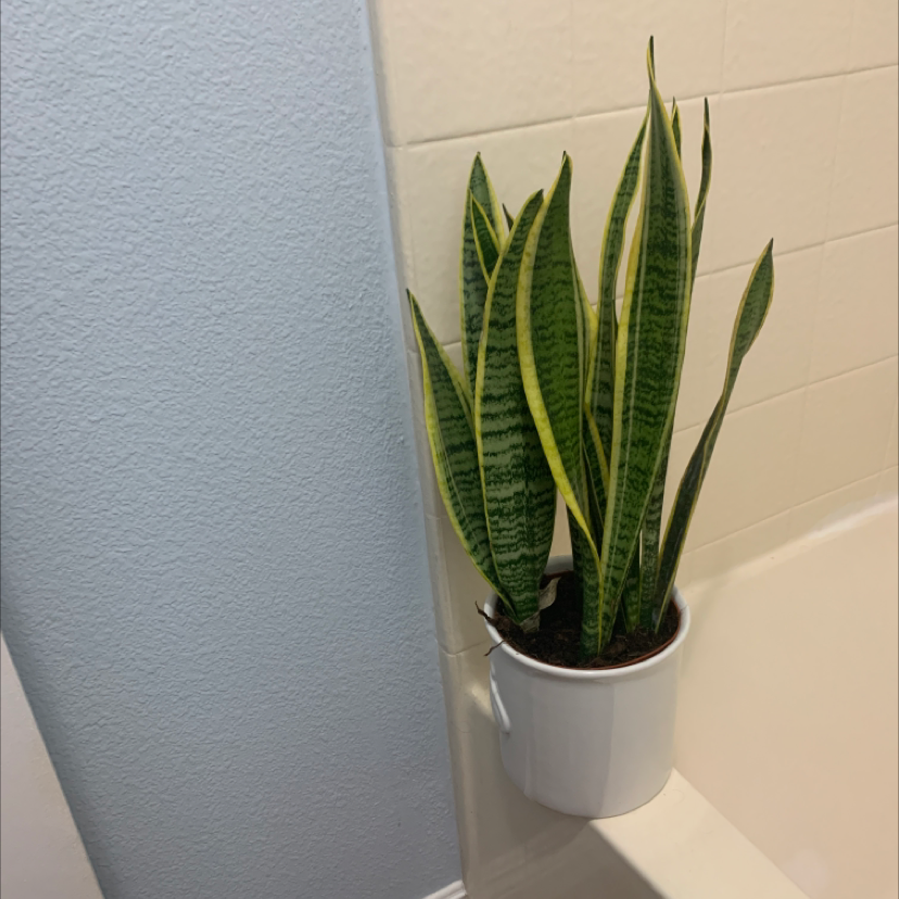 Snake Plant plant photo by @Heather named Sassy on Greg, the plant care app.
