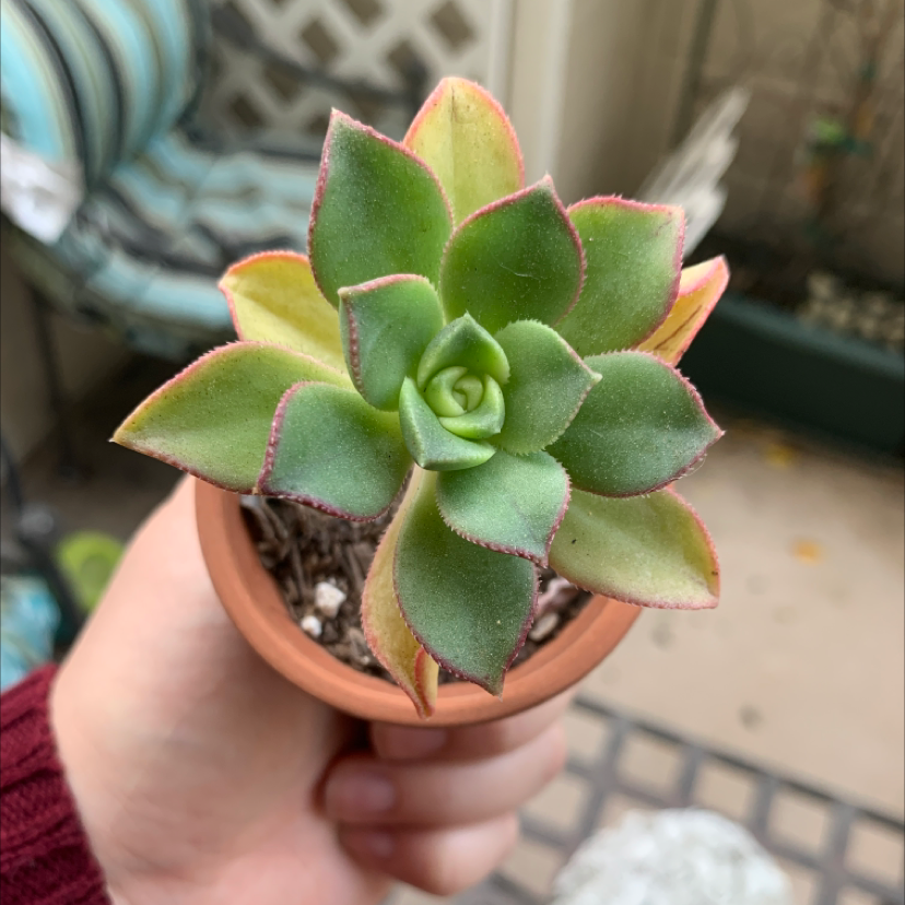 Haworth's Aeonium succulent in a small pot, held by a hand. Some leaves show slight yellowing.