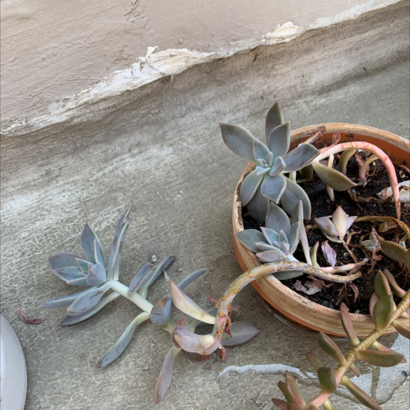 Ghost Plant in a small pot with trailing stems and some leaf discoloration.