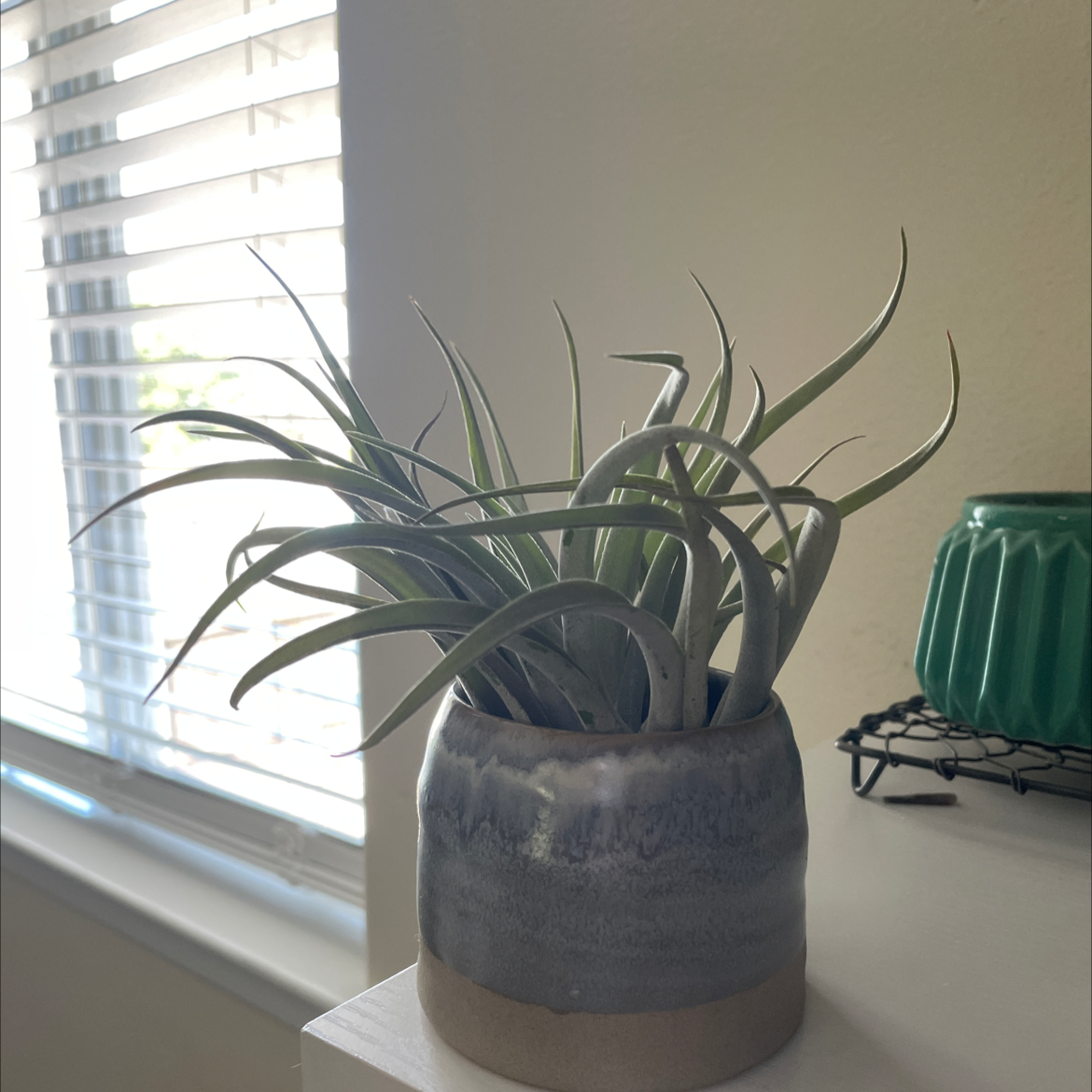 Photo of the plant species Pink Quill Plant by @Juliagoolia05 named Bohdi on Greg, the plant care app