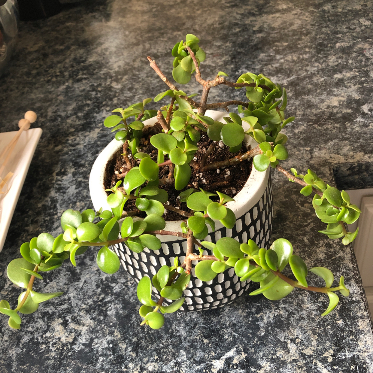 Porkbush plant photo by @Juliagoolia05 named Ellie on Greg, the plant care app.