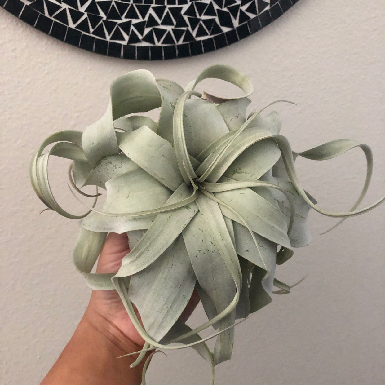 Tillandsia Xerographica plant photo by @Juliagoolia05 named Aries on Greg, the plant care app.