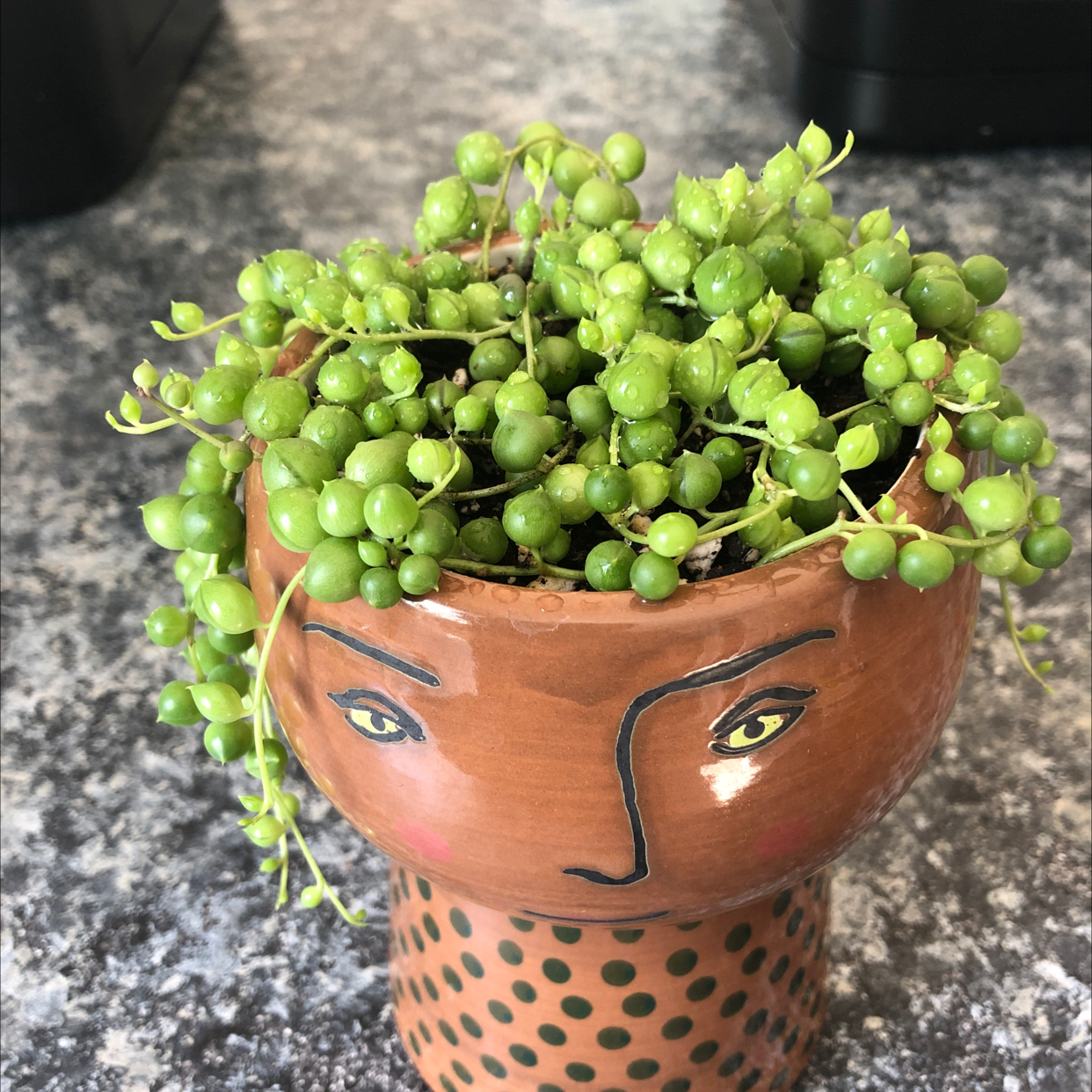 String of Pearls plant photo by @Juliagoolia05 named Pearl on Greg, the plant care app.