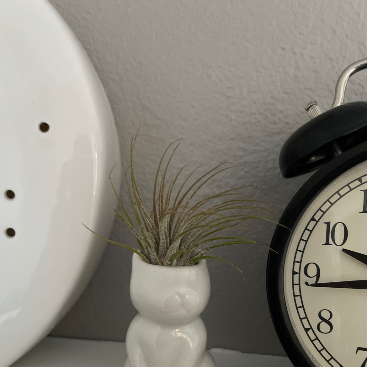 Photo of the plant species Agave Geminiflora by @Juliagoolia05 named Baby aries on Greg, the plant care app