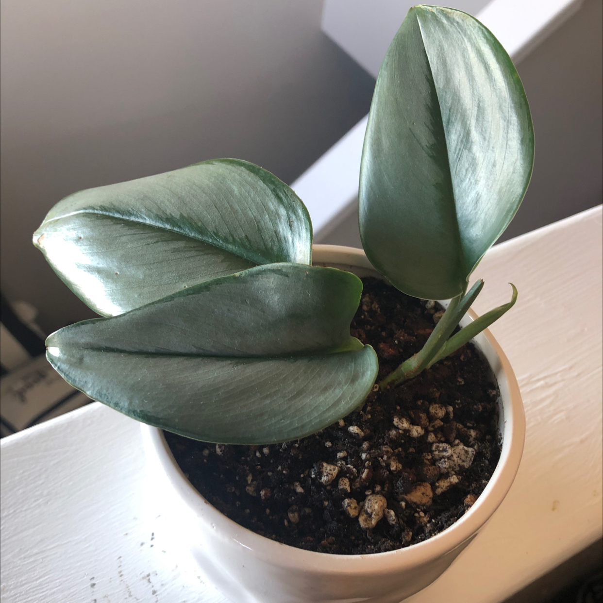 Photo of the plant species Scindapsus treubii 'Moonlight' by @Juliagoolia05 named Luna on Greg, the plant care app