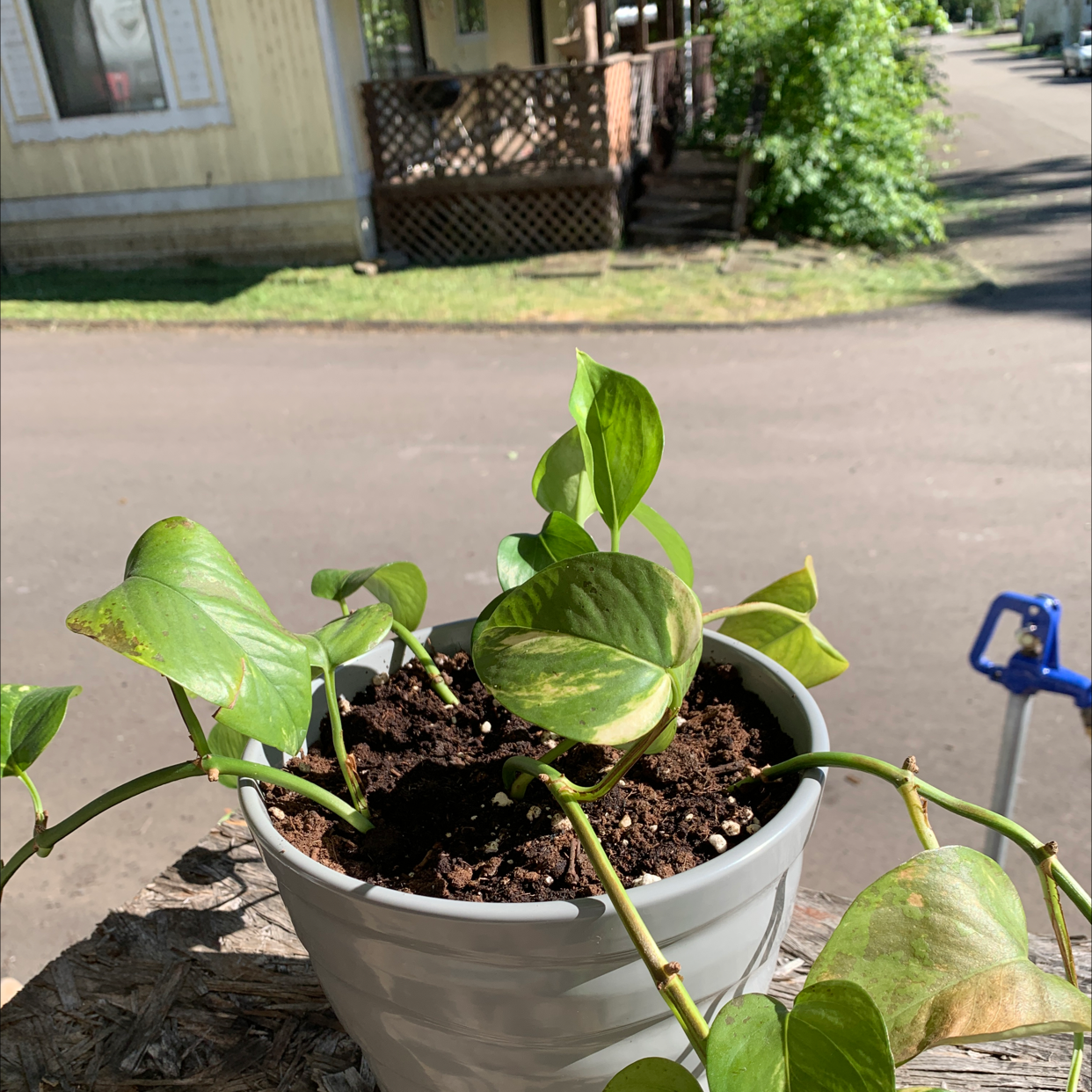Taro Vine plant photo by @Plantingcatmom named Charlie on Greg, the plant care app.