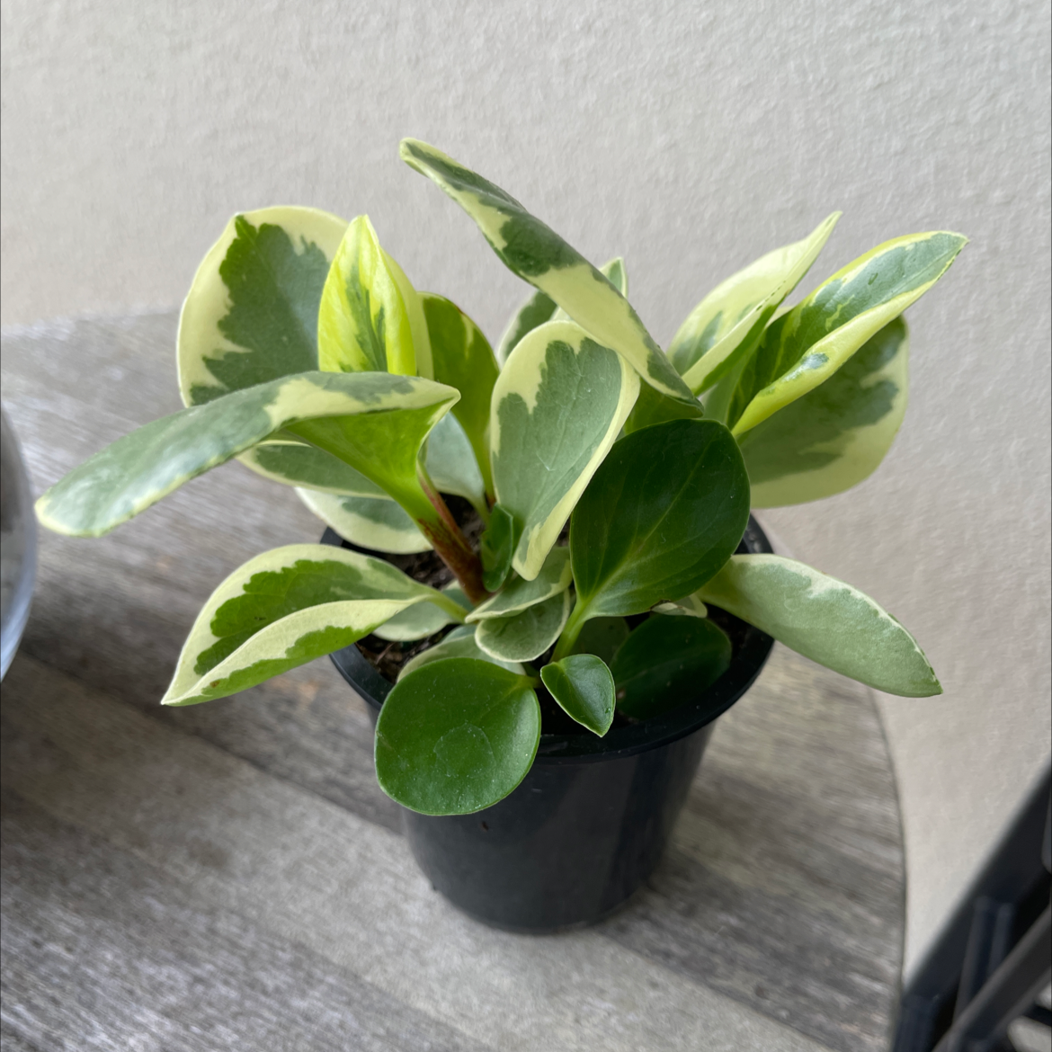 Rainbow Peperomia plant in a black pot with variegated green and cream leaves.