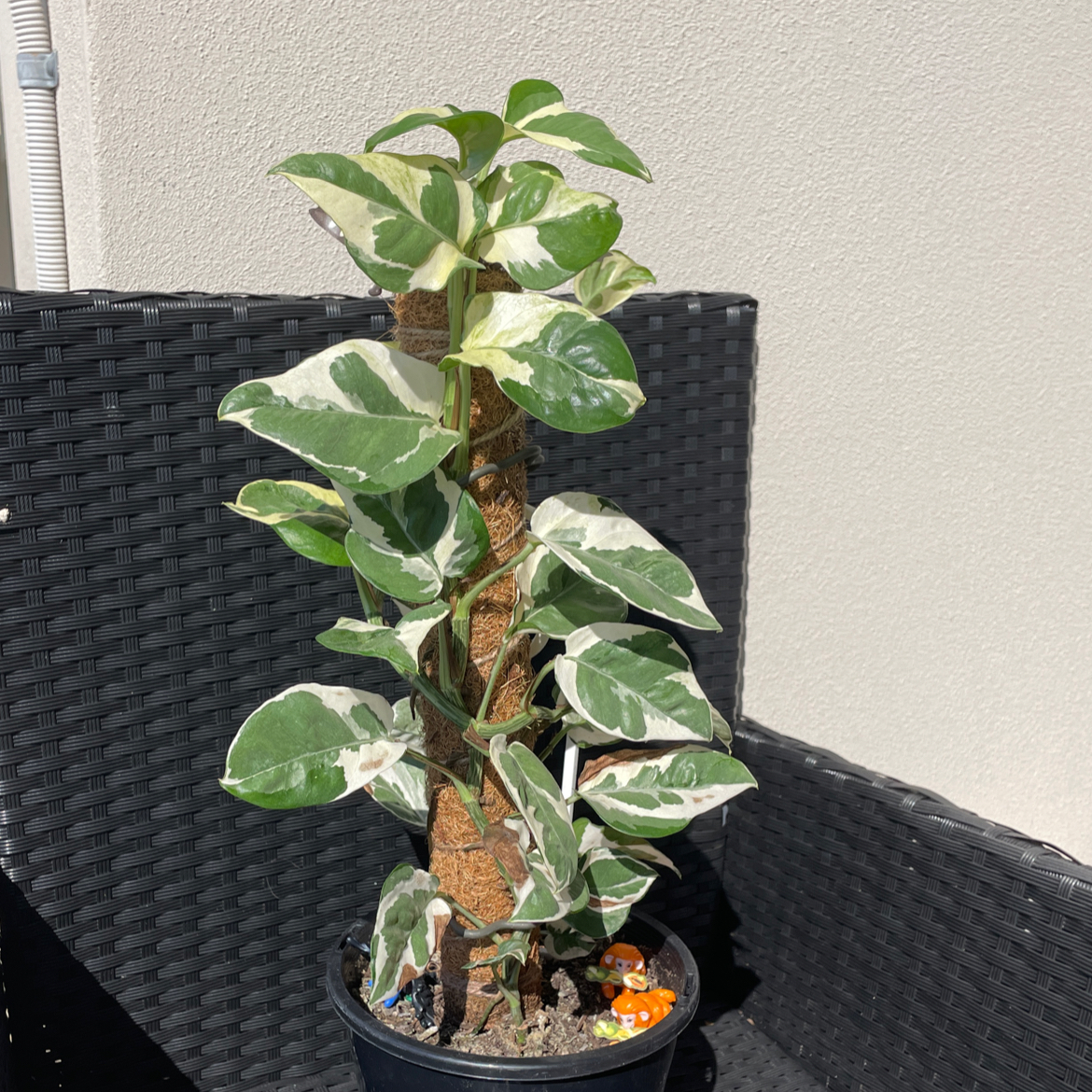 Photo of the plant species Pearls and Jade Pothos by @angeoasis named Harry Styles on Greg, the plant care app