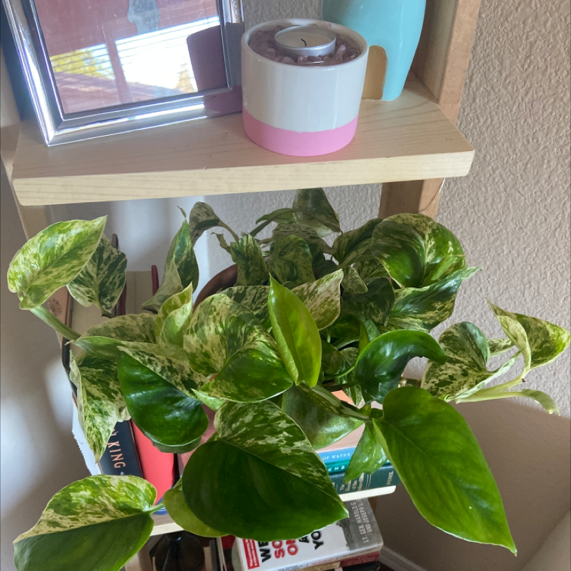 Philodendron Lemon Lime plant photo by @chloe.elmore named philbert on Greg, the plant care app.