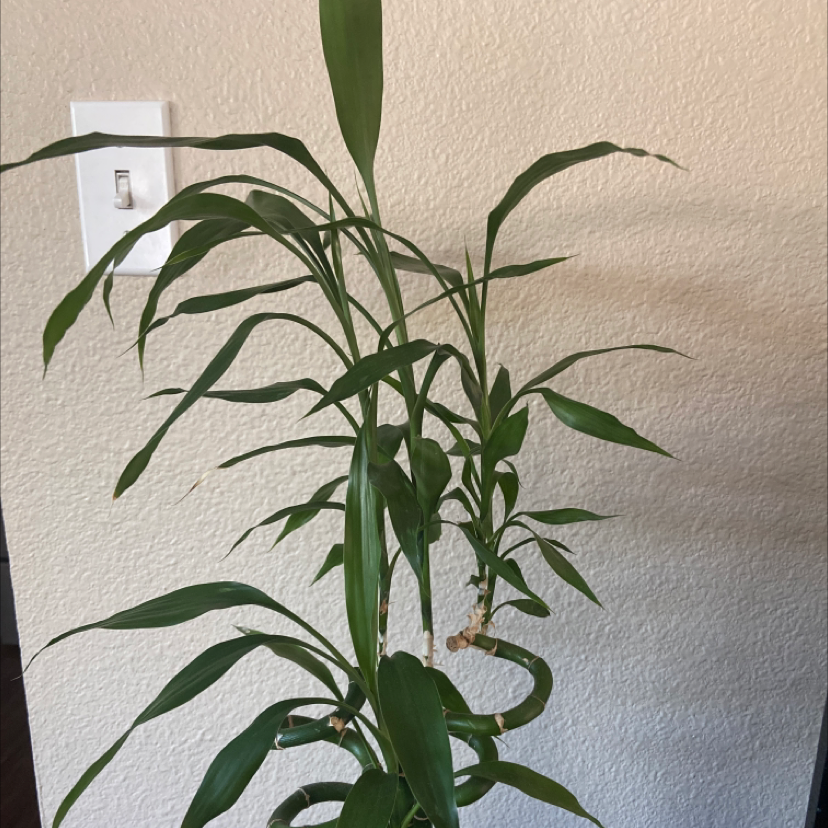 Lucky Bamboo plant photo by @chloe.elmore named bambino on Greg, the plant care app.