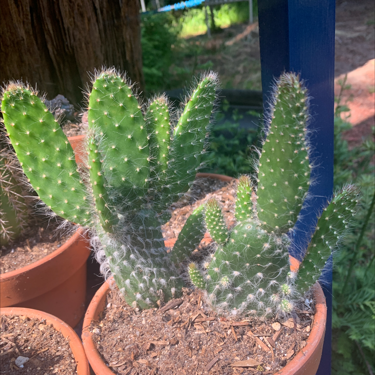 Snow Prickly Pear cactus in a pot with vibrant green pads and visible soil.
