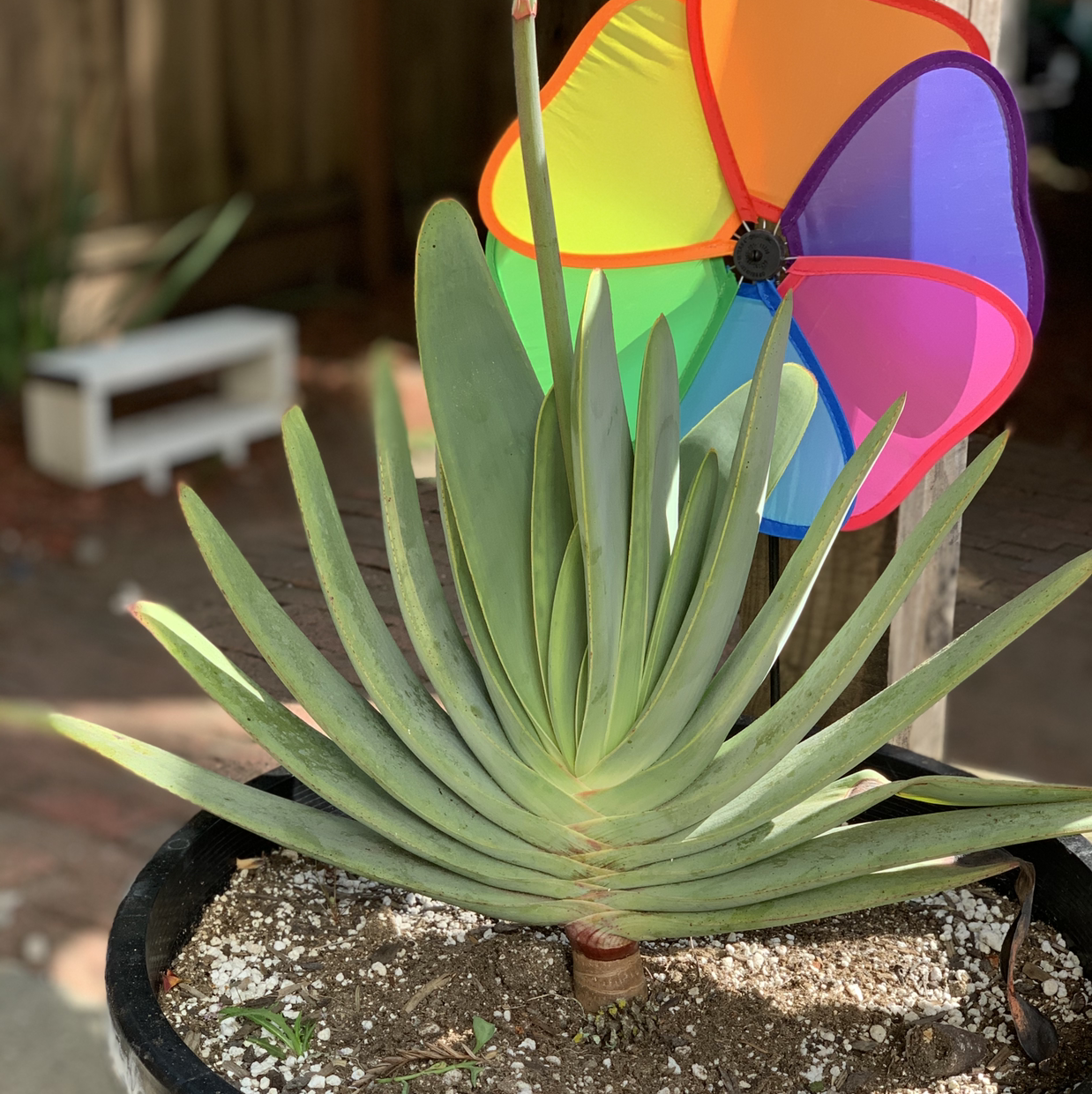 Photo of the plant species Kumara plicatilis by @Lizmco9 named Abanico on Greg, the plant care app