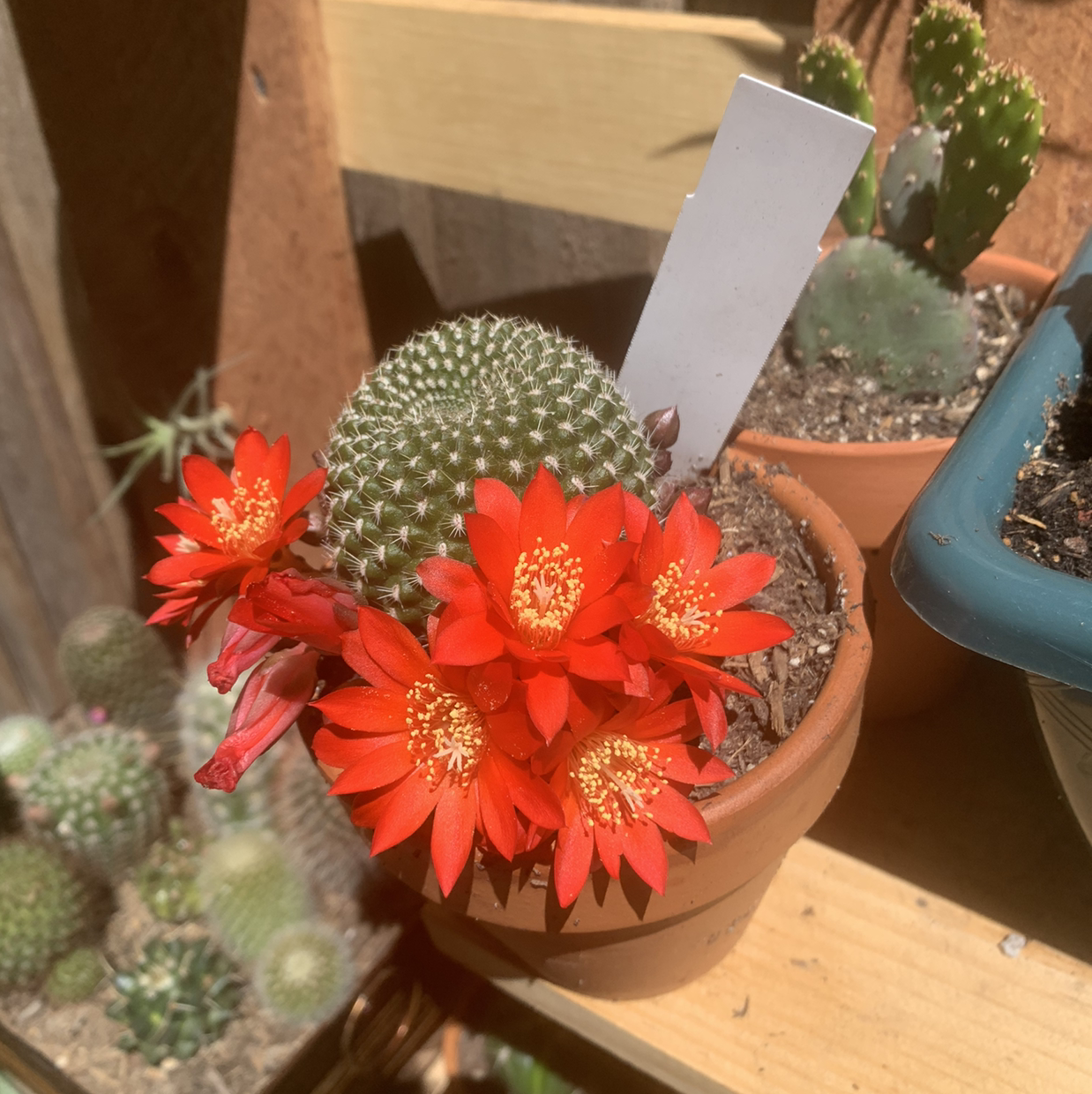 Rebutia krainziana uploaded to the Greg plant app by @Lizmco9