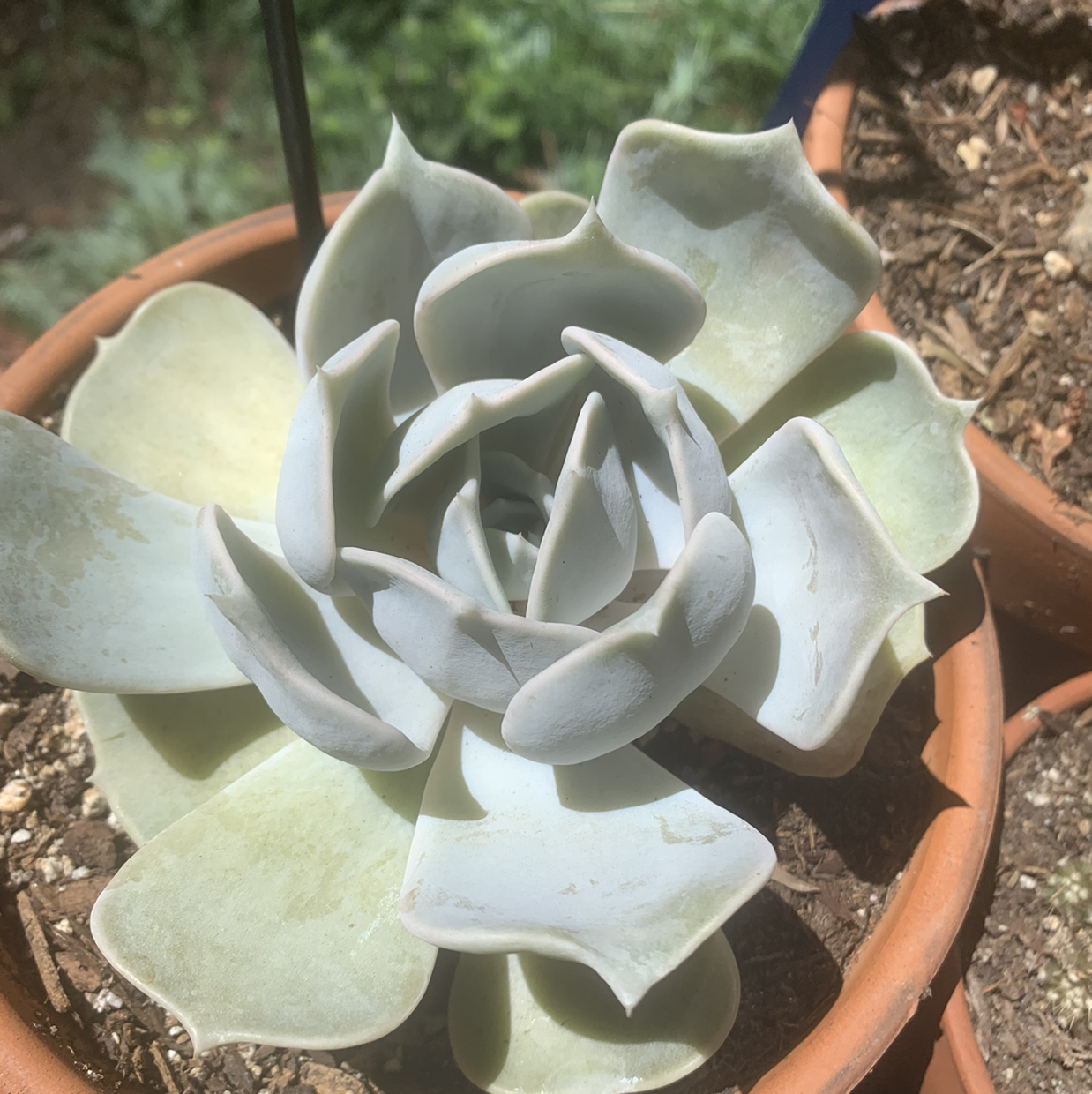 Photo of the plant species Ghost Echeveria by @Lizmco9 named Fantasia on Greg, the plant care app