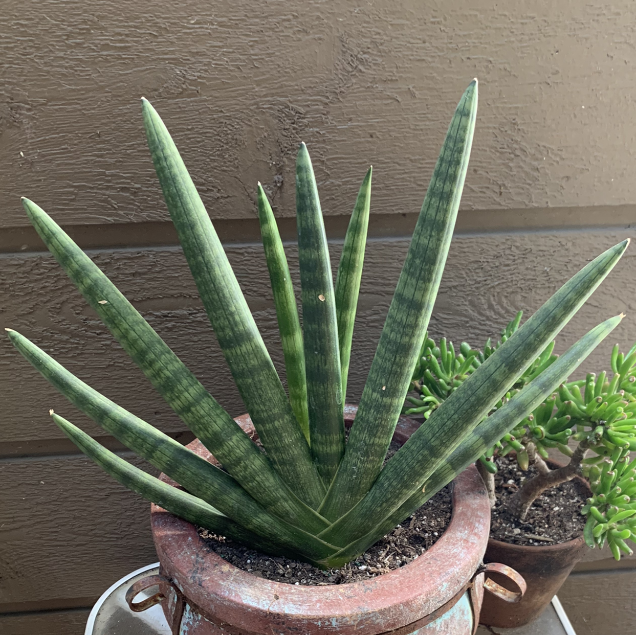 Starfish Snake Plant in a pot with visible soil, well-framed and in focus.