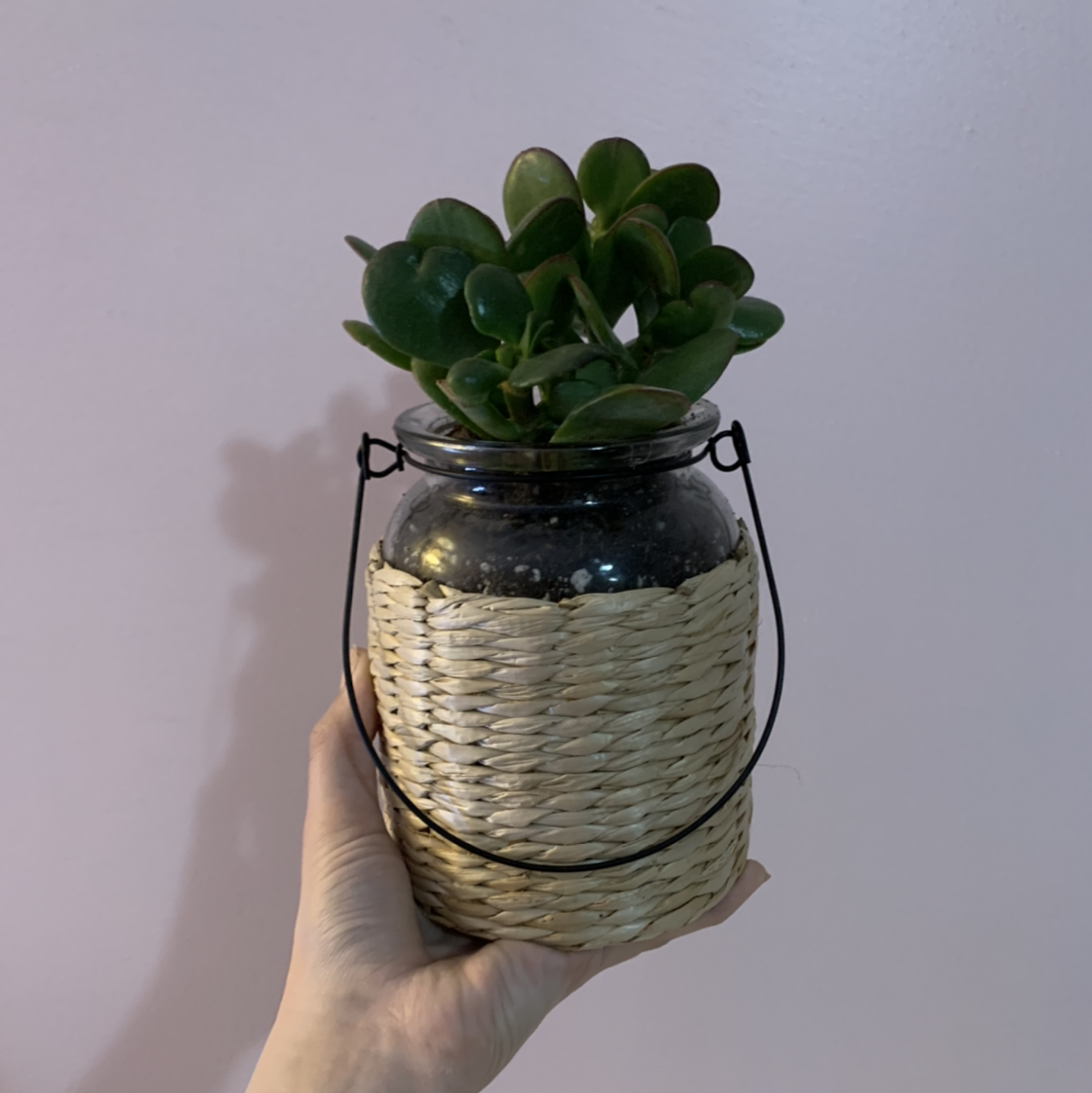Lucky Plant plant photo by @Kronkindy named Poppy on Greg, the plant care app.