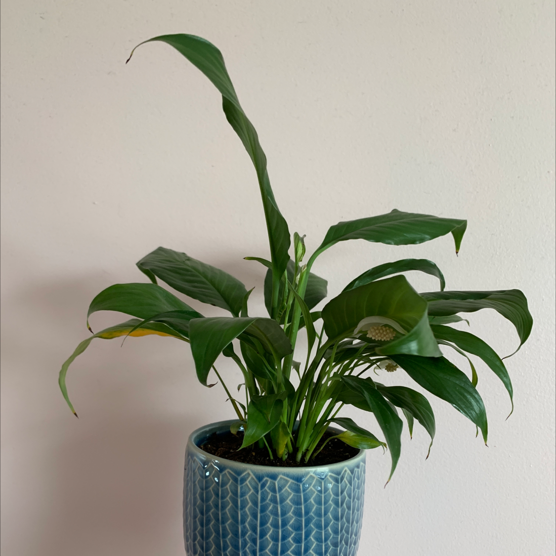 Peace Lily plant photo by @Kronkindy named Ophelia on Greg, the plant care app.