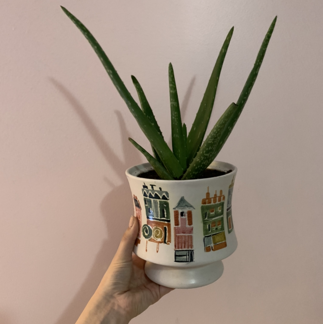 Aloe vera plant photo by @Kronkindy named Aloe Blacc on Greg, the plant care app.