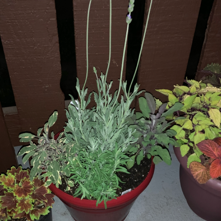 Photo of the plant species French Lavender by @Crispybrotato named Herb on Greg, the plant care app