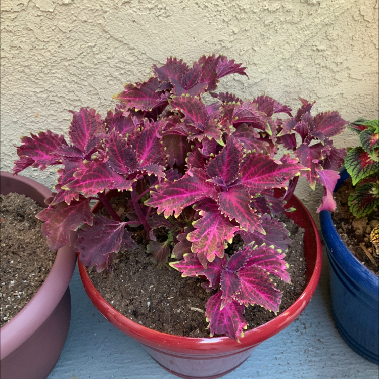 Ruffio | A plant by @Crispybrotato on Greg
