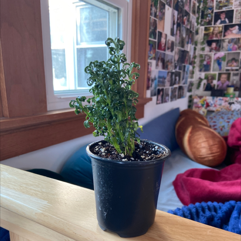 Photo of the plant species Mai Tai Alternanthera by @isabelle.rose named Your plant on Greg, the plant care app