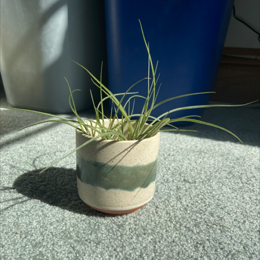Potted Small Ballmoss plant with thin, elongated leaves in natural light.